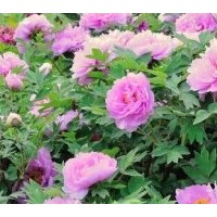 牡丹芍藥