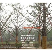 出售15-25公分銀杏樹和銀杏盆景