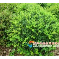 供應(yīng)枸骨，無(wú)刺枸骨 ，枸骨球，海桐球，火棘，火棘球，無(wú)刺枸骨