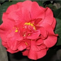 銷售-紅露珍、花露珍