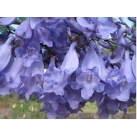 供應(yīng)藍(lán)花楹苗 藍(lán)花楹樹 藍(lán)花楹