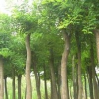 國槐 國槐小苗,國槐樹