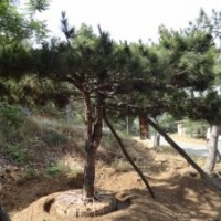 長(zhǎng)期大量供應(yīng)油松造型松 以及黑松油松苗