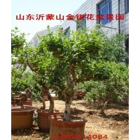 中國金銀花之鄉(xiāng)供應金銀花盆景苗
