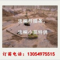 供應(yīng)天津25公分造型法桐最新技術(shù)培訓(xùn)