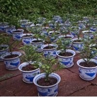 紅豆杉盆景價格_紅豆杉盆栽價格