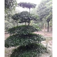 金彈子
