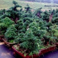 湖北對(duì)節(jié)白蠟 武漢對(duì)節(jié)白蠟 荊門對(duì)節(jié)白蠟 京山對(duì)節(jié)白蠟