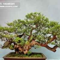 高叔苗木，價格從由，請速聯(lián)系