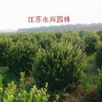 衛(wèi)矛球，黃楊球，龍柏球，紅葉石楠球，火棘球，金葉女貞球等苗木
