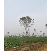 七葉樹前景、七葉樹、鑫森源(查看)