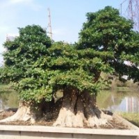 出售 對接、紫薇、金彈子、狗骨頭等景觀樹、盆景老樁