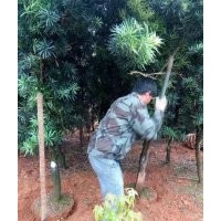 羅漢松