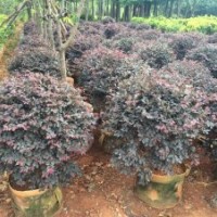 紅花檵木球