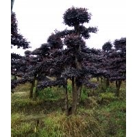 20公分造型羅漢松 30公分造型紅桎木 40公分小葉女貞造型樹(shù)