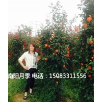月季花球,月季墻,月季花瓶,造型月季，藤本月季批發(fā)