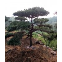 造型油松