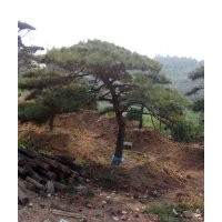 造型油松