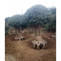 湖南造型花木基地 瀏陽(yáng)造型花木價(jià)格 造型楊梅樹(shù)球 造型紅花繼木