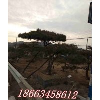 出售造型油松、黑松、平頂松、景觀松、盆景、大規(guī)格柿子樹。
