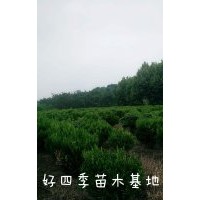 瓜子黃楊