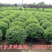 小葉女貞球冠幅80-100厘米優(yōu)質(zhì)小葉女貞球價格圖片小葉女貞球基地