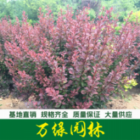 紅葉小檗球