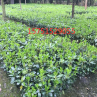 【海桐】最新海桐_價格_圖片_產(chǎn)地報價表-