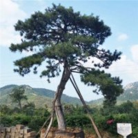 景觀松