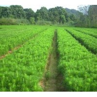 供濕地松 馬尾松 無(wú)患子 馬褂木 紫薇 杜英 木荷等小苗