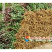 供應(yīng)紅葉小波，紫葉小波,紅葉小波球