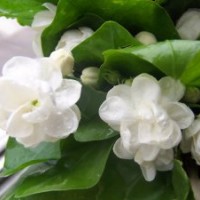 供應(yīng)茉莉花苗 茉莉花 米蘭花苗