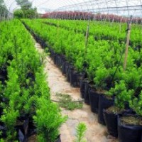 紅豆杉凈化空氣，吸收甲醛，國(guó)家1級(jí)保護(hù)植物