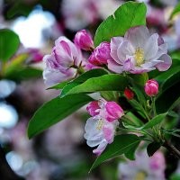 西府海棠