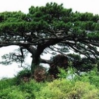 供應(yīng)八棱海棠；造型松；紫薇小苗