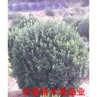大量供應大葉黃楊球 碧桃