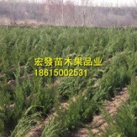 批發(fā)山東龍柏苗