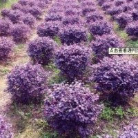 供應(yīng)紅檵木