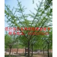 15公分嫁接樹