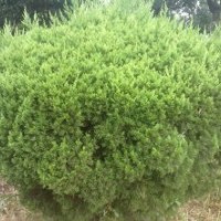供應(yīng)：龍柏球，桂花球、四季桂球、月月桂球，大葉黃楊球、四季青