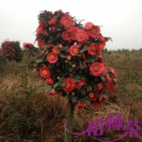 茶花
