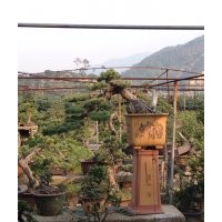 大量五針?biāo)?黑松 羅漢松 大阪松 批發(fā)