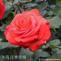 月季花陽臺庭院都能種植的觀花植物別墅新寵樹樁月季