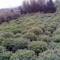 供應(yīng)各種綠化球類樹