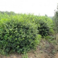 低價供應(yīng)扶芳滕球