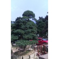 D20cm造型五針?biāo)?/></a>
<div><a href=