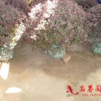紫葉小檗球