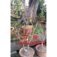 臘梅盆景供應(yīng)、銷售臘梅盆景、臘梅盆景價(jià)格