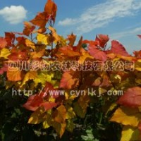 四川彩楊農(nóng)林科技有限公司“紅霞楊”Ⅰ號(hào)、金紅楊