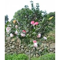 茶花